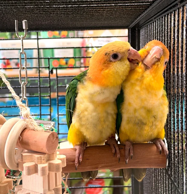 White-bellied Caique (Male)
